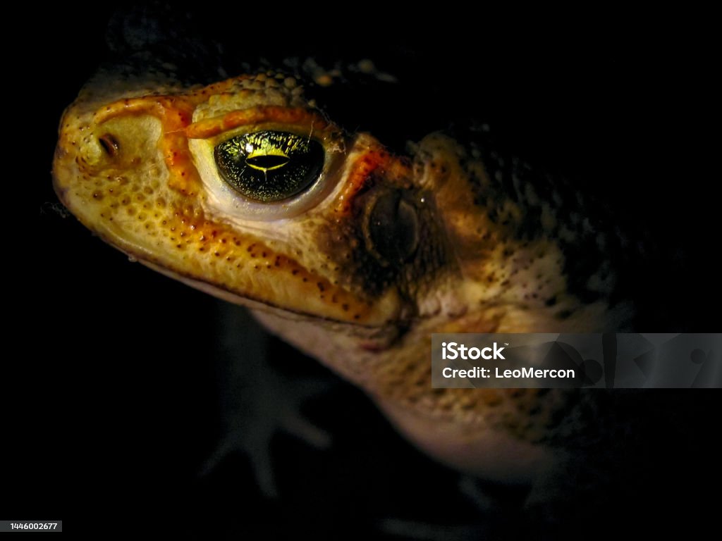 Cururu Cururu Toad Cururu Toad Stock Photo - Download Image Now - Amphibian ...