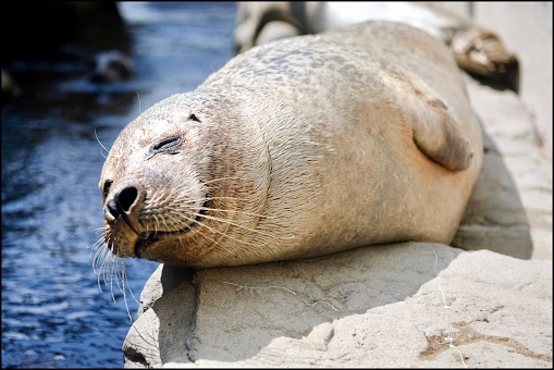 Sunbathing seal at the zoo