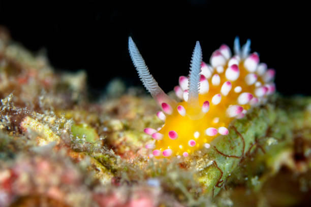 istock Colorful nudibranch sea slug on Coral reef 1446009128