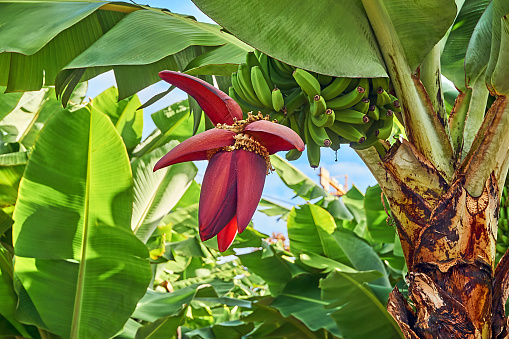 banana plants in Madeira in November