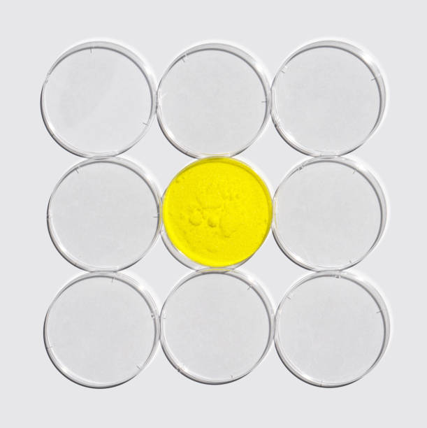 istock Potassium Chromate powder in Petri dish on white laboratory table. The most commonly used chemical in the immersion bath phase by which the coating is applied. 1446010706