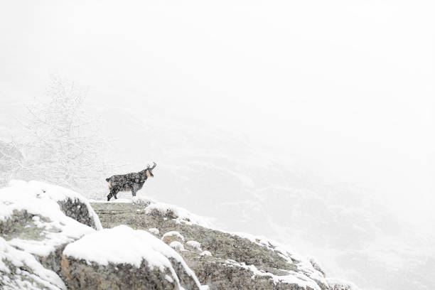 Alpine chamois under snowstorm (Rupicapra rupicapra) fine art portrait in the wild Alps alpine chamois rupicapra rupicapra rupicapra stock pictures, royalty-free photos & images