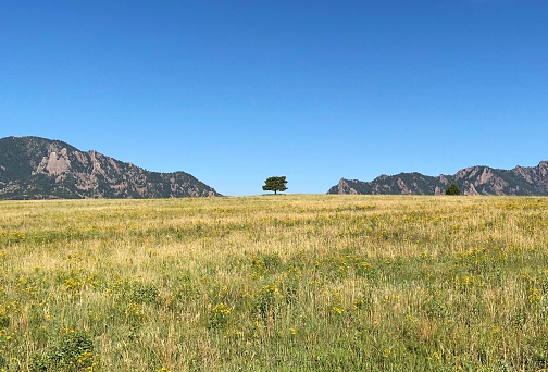 A single tree on a hill with mountains in the background, just outside of Boulder, Colorado.