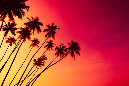 Coconut palm trees silhouettes on tropical beach with clear colorful sunset sky