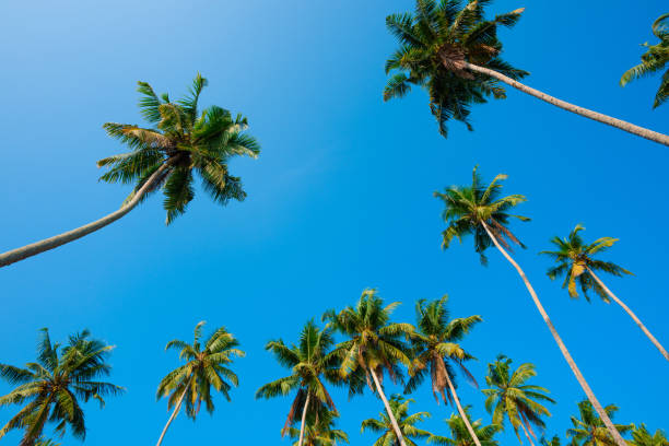istock Lush tropical coconut palm trees over blue sky at sunny summer day 1446016018