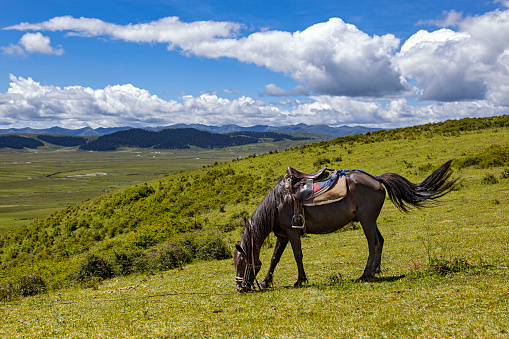 Pottoka horse staring. Pottoka is a breed of pony native to the basque country