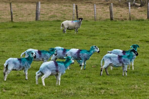 istock Sheep on pasture in Ireland 1446022394