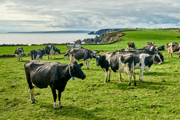 rebaño de ganado en pastos en irlanda - beef cattle farm calf summer fotografías e imágenes de stock