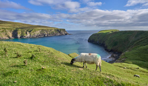 istock Sheep on pasture in Ireland 1446022739