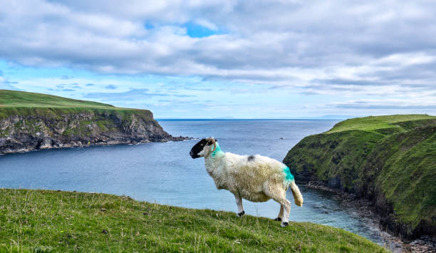 istock Sheep on pasture in Ireland 1446022841