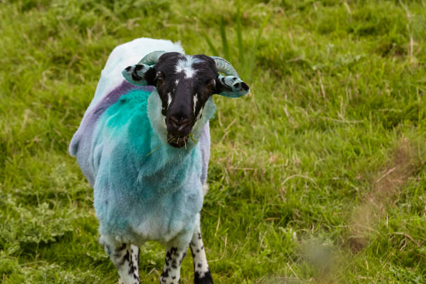 Sheep on pasture in Ireland