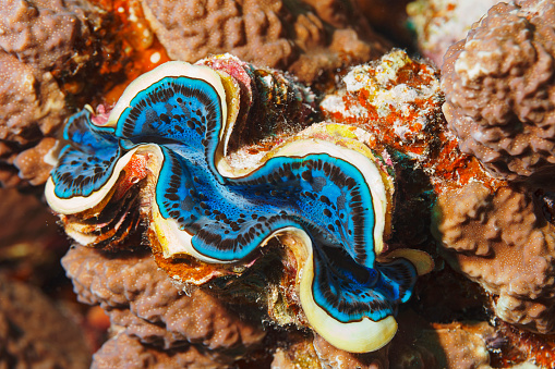 Giant clam - Tridacna maxima  Underwater Sea life  Coral reef  Underwater photo Scuba Diver Point of View Red sea