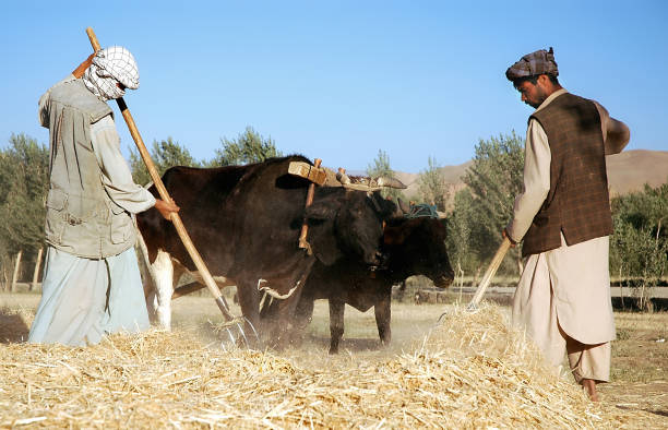 Farmers working with oxen on a farm in Bamyan (Bamiyan), Afghanistan stock photo