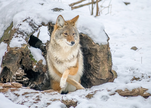 coyote resting on snow