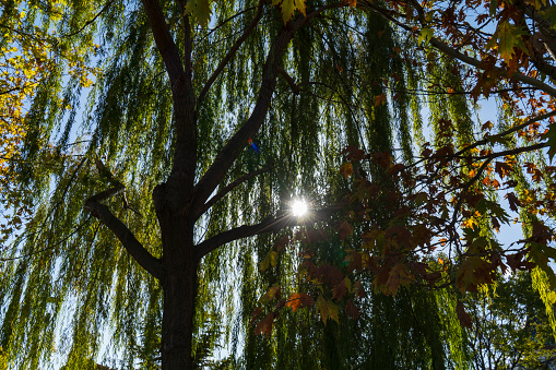 Willow tree