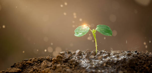 istock Young plant growing on soil with drop water on leaf and splashing. 1446026065
