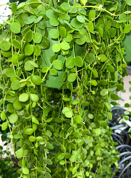 istock Dischidia Nummularia 1446027678