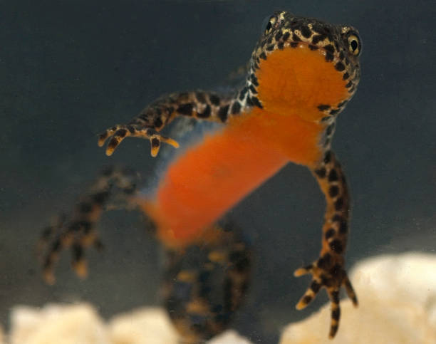 istock Bergmolch, Ichthyosaura, alpestris 1446028300