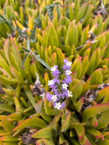 istock purple and white flowers on the grass 1446028645
