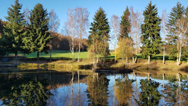 istock birch sea in autumn 1446028912