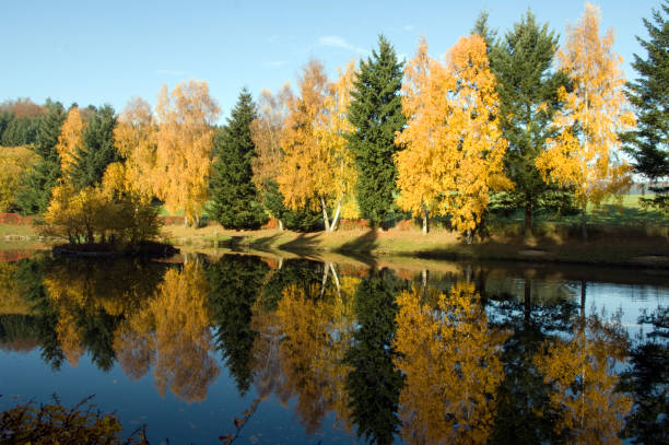 istock birch sea in autumn 1446028931