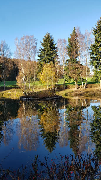 istock birch sea in autumn 1446028980