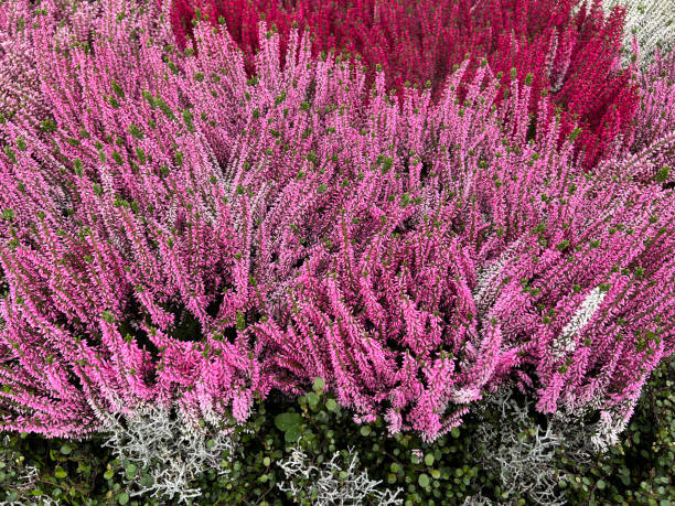 istock Broom heather, Calluna vulgaris 1446029200