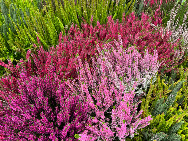 istock Broom heather, Calluna vulgaris 1446029294