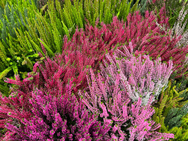 istock Broom heather, Calluna vulgaris 1446029364