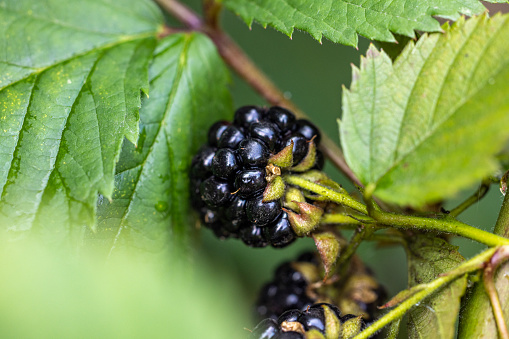 Beauty ripe Blackberries ready to harvesting. Blackberries and green leaves in autumn garden.