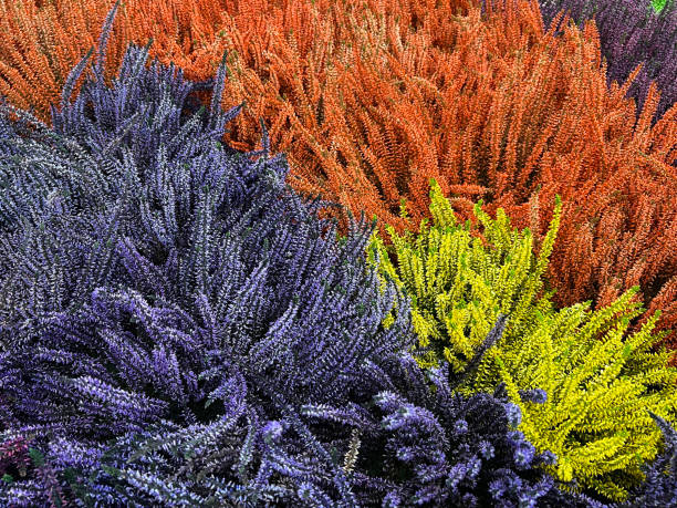 Broom heather, Calluna vulgaris Common heather, Calluna vulgaris, also called heather, is the only species of the monotypic plant genus Calluna, which belongs to the heather family. erica flower stock pictures, royalty-free photos & images