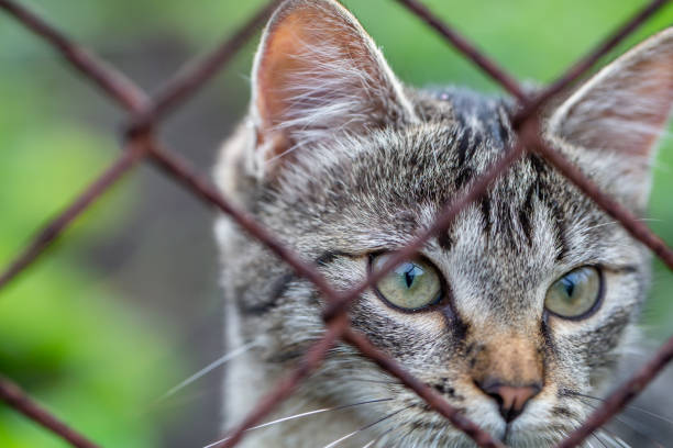 istock Portrait of a grey kitten on a summer day 1446030080