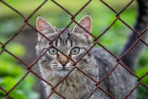 istock Portrait of a grey kitten on a summer day 1446030315