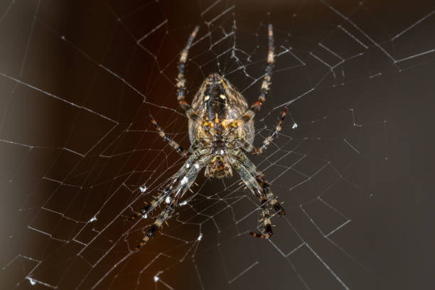 istock Cross spider on a web on a grey background macro photography. 1446030498