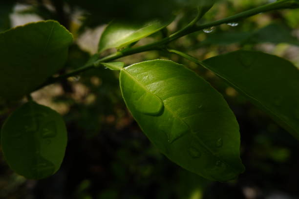 istock Close up of lime citrus fruit green leaves 1446032399