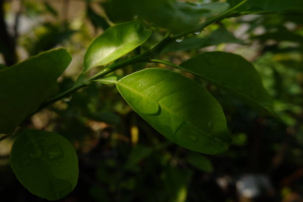 istock Close up of lime citrus fruit green leaves 1446032409