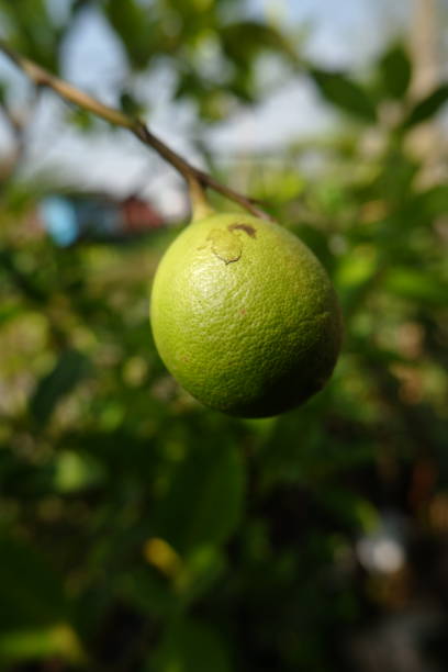 istock Close up of green lime citrus fruit 1446032446