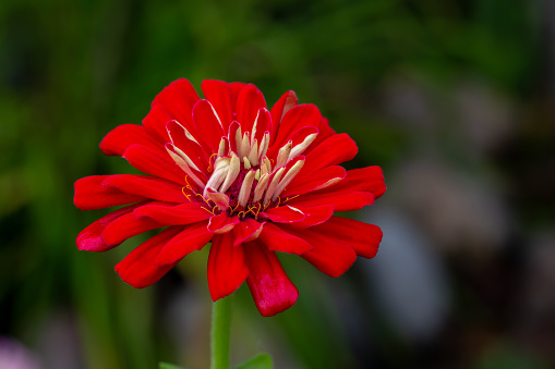Blooming red zinnia flower on a green background on a summer day macro photography. Blossom zinnia with red petal photography close-up in summer.