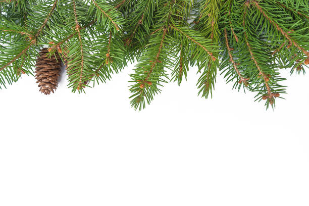 Frame of fir branch and cone on white background;