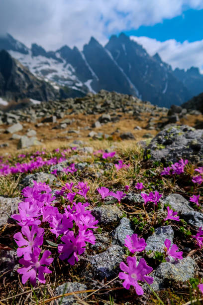 istock Flowers in the mountains 1446033279
