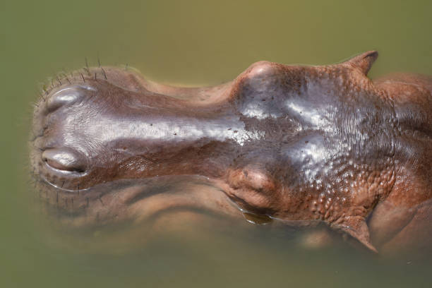 cabeza cercana hipopótamo en el río - hippopotamus amphibian sleeping hippo sleeping fotografías e imágenes de stock