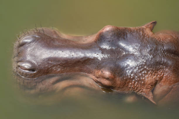 hipopotam z bliska w rzece - hippopotamus amphibian sleeping hippo sleeping zdjęcia i obrazy z banku zdjęć