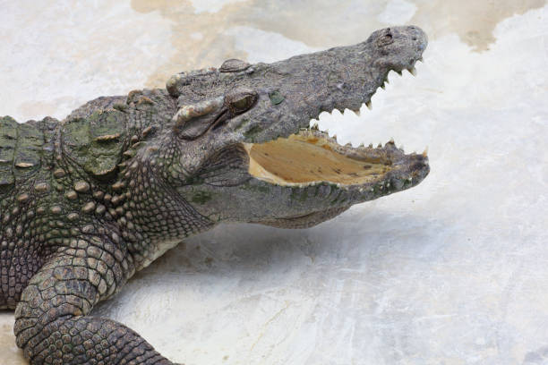 istock Close up big head crocodile is danger animal wildlife 1446033507