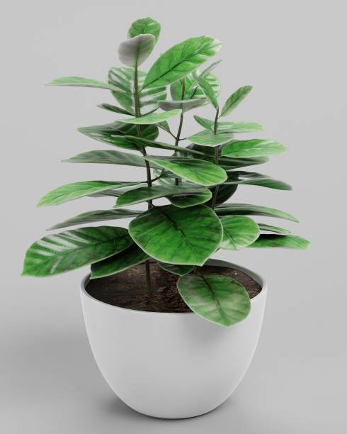 istock Realistic 3D Render of Coffe Plant in Pot 1446034112