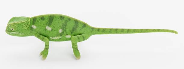 istock Realistic 3D Render of Flap Necked Chameleon 1446034218