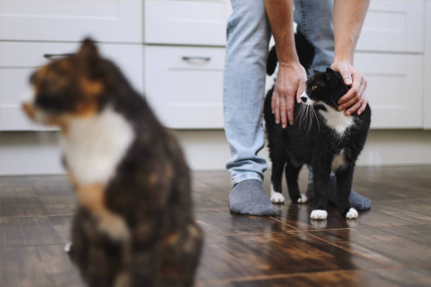 istock Man stroking his cute cat at home 1446034235