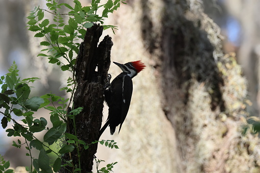 Pileated Woodpecker (Dryocopus pileatus) at the Circle B Bar Reserve Florida USA