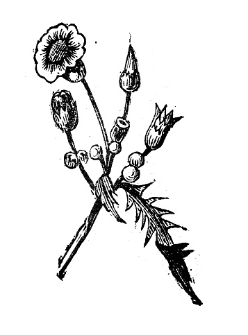 Antique engraving illustration: Sonchus, Sow thistle