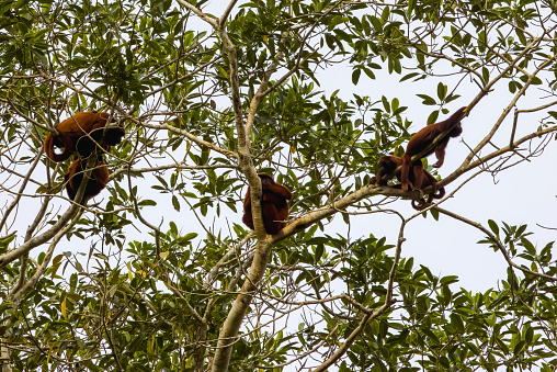 Peruvian Amazon rainforest with several varieties of monkeys, including Howler and Tamarin monkeys