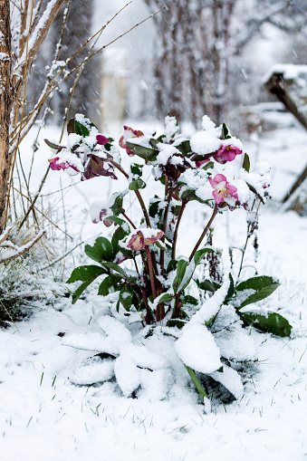 close up of a garden full of snow during a snowfall, pink Hellebore